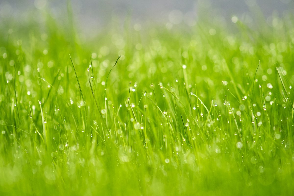 Zakładanie trawnika – poradnik dla początkujących