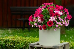 Jak uprawiać rośliny w donicach – poradnik dla miłośników roślin domowych