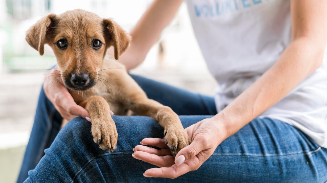 Jak prawidłowo przygotować się do adopcji czworonoga z ośrodka dla bezdomnych zwierząt